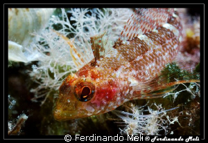 A very small fish (female of Trypterygion tripteronotus). by Ferdinando Meli 